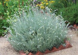 Helichrysum italicum / Curryfű - Olasz Szalmagyopár